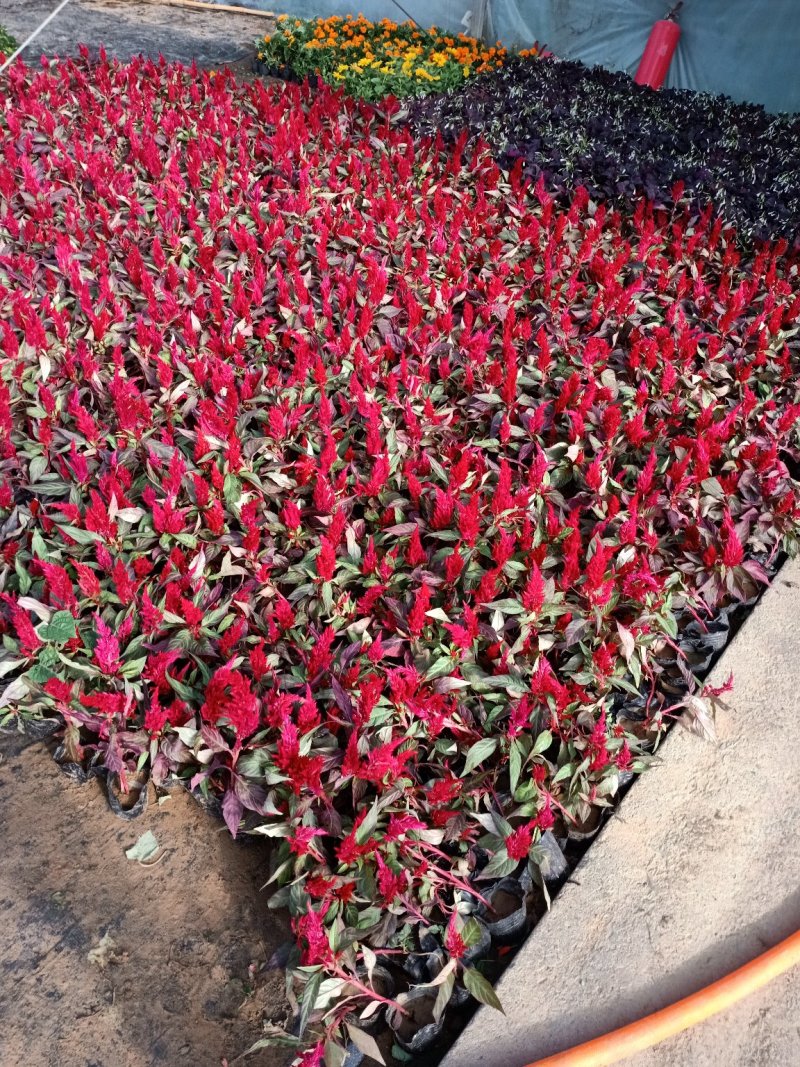 草花地被草花园林绿化花草基地直销