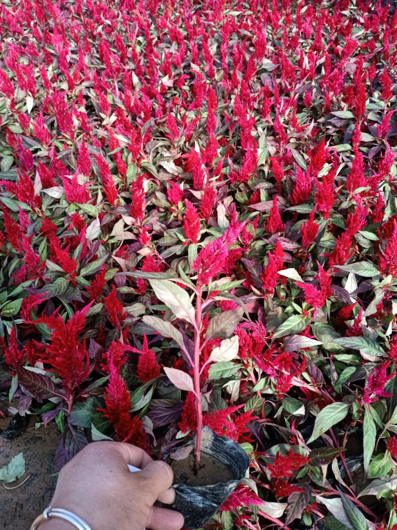 草花地被草花园林绿化花草基地直销