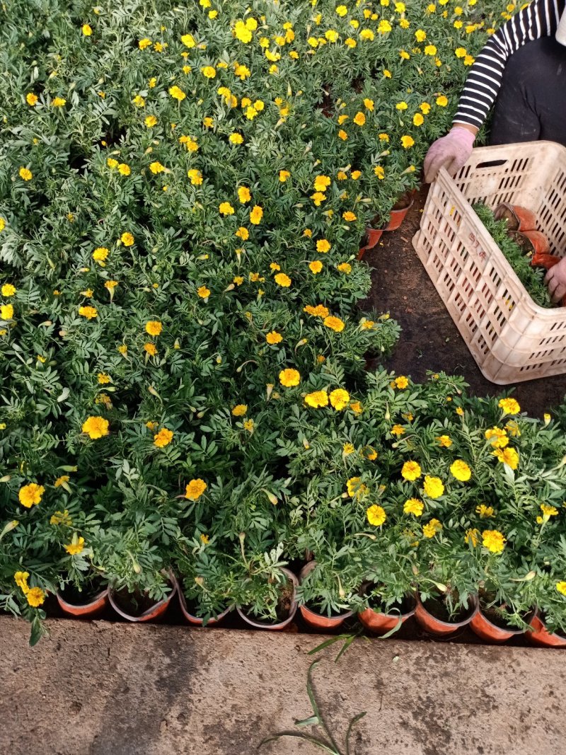 草花地被草花园林绿化花草基地直销