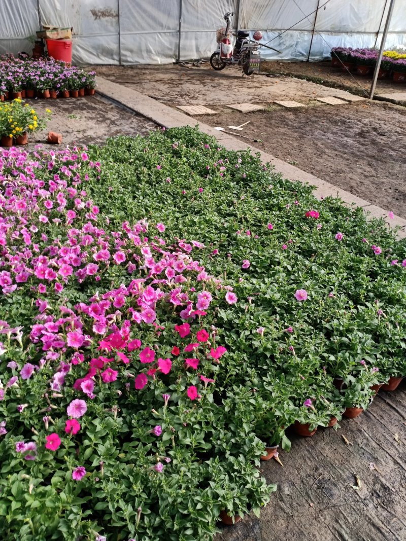 草花地被草花园林绿化花草基地直销