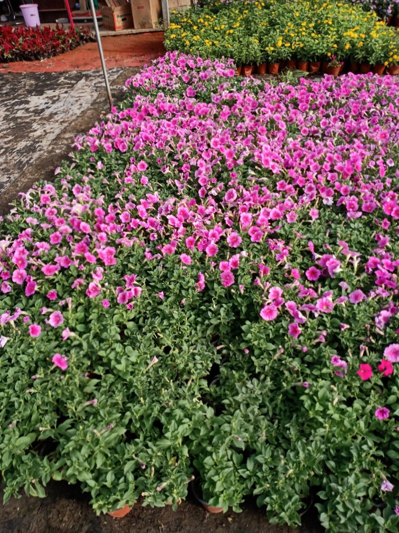草花地被草花园林绿化花草基地直销