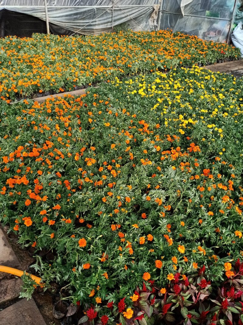 草花地被草花园林绿化花草基地直销