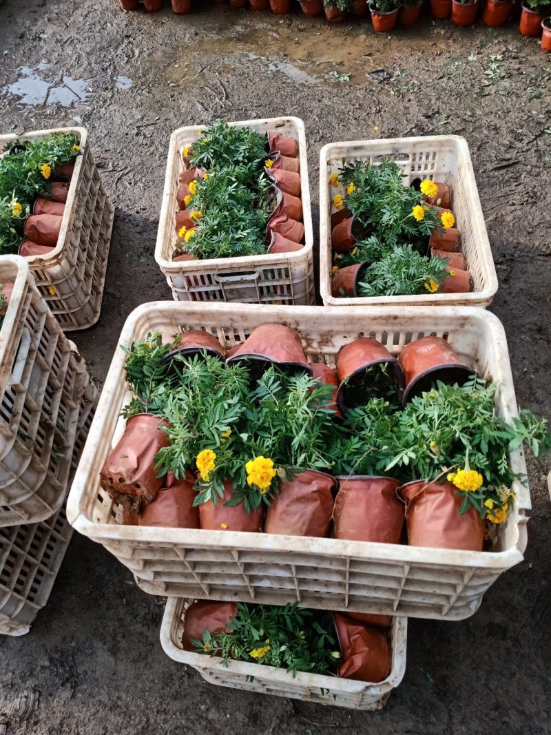 草花地被草花园林绿化花草基地直销