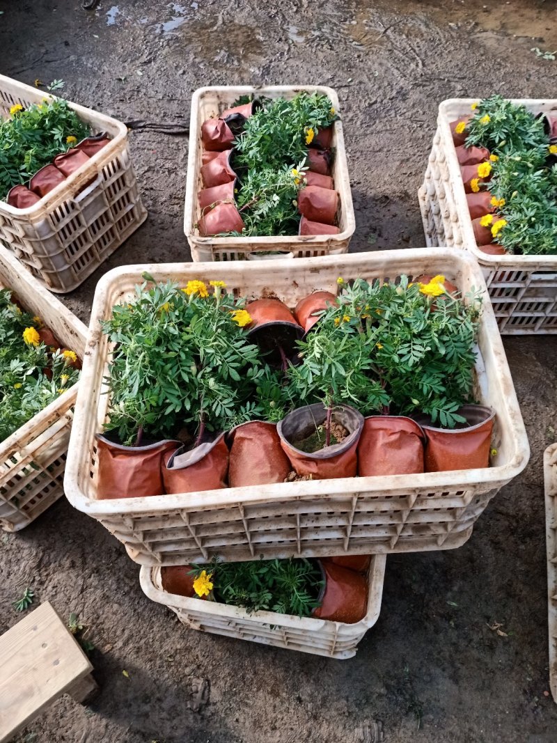 草花地被草花园林绿化花草基地直销