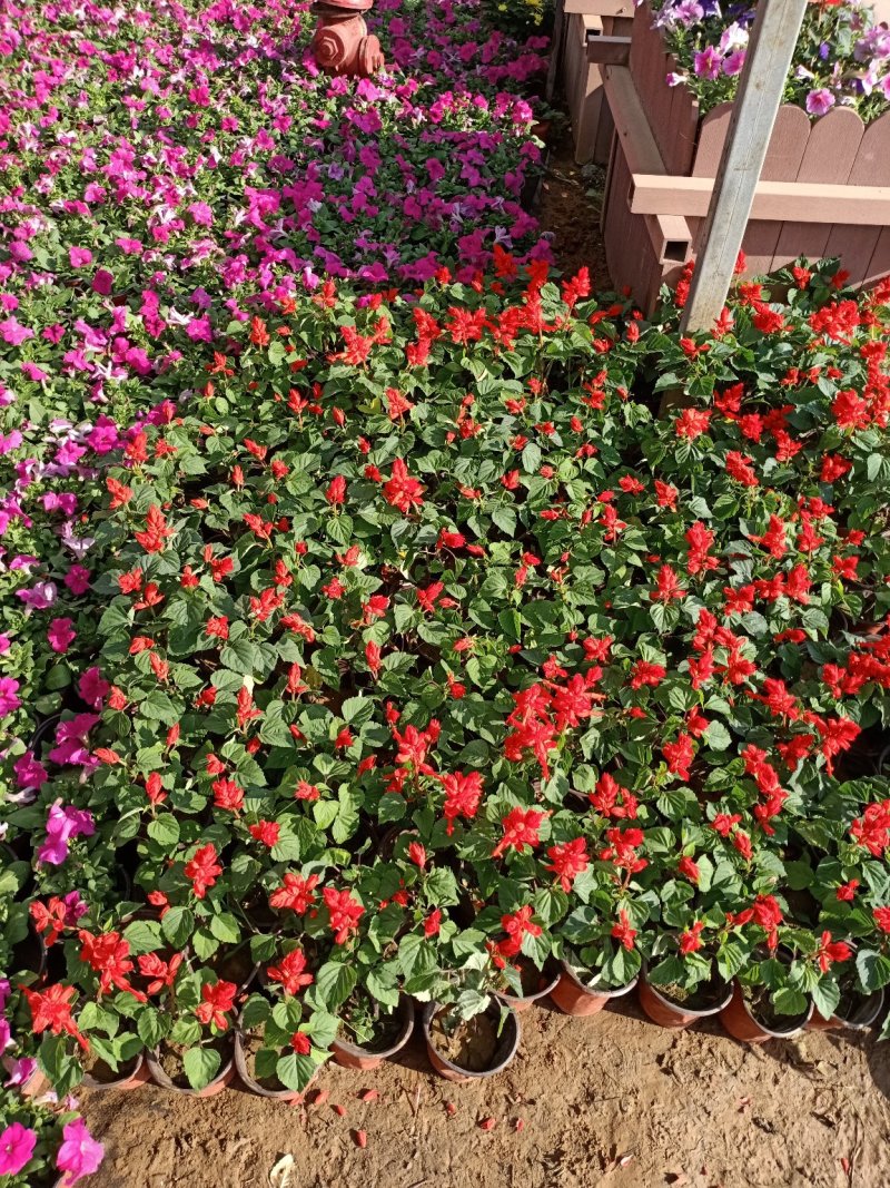 草花地被草花园林绿化花草基地直销