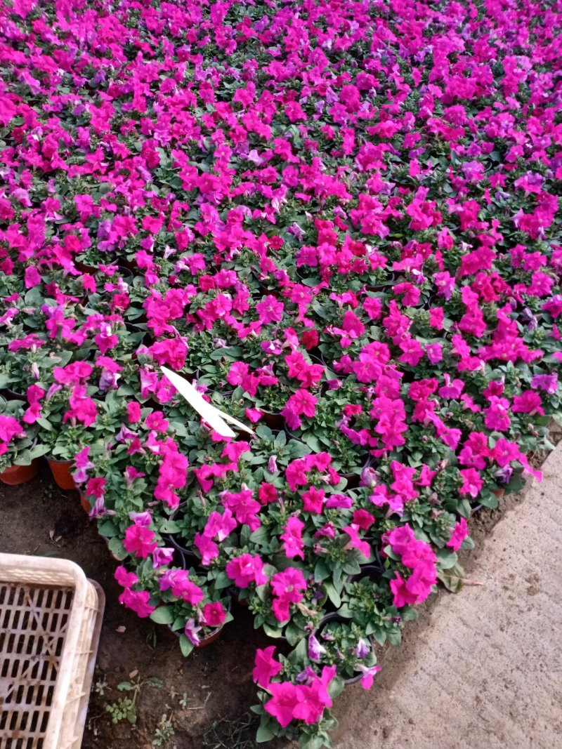 草花地被草花园林绿化花草基地直销