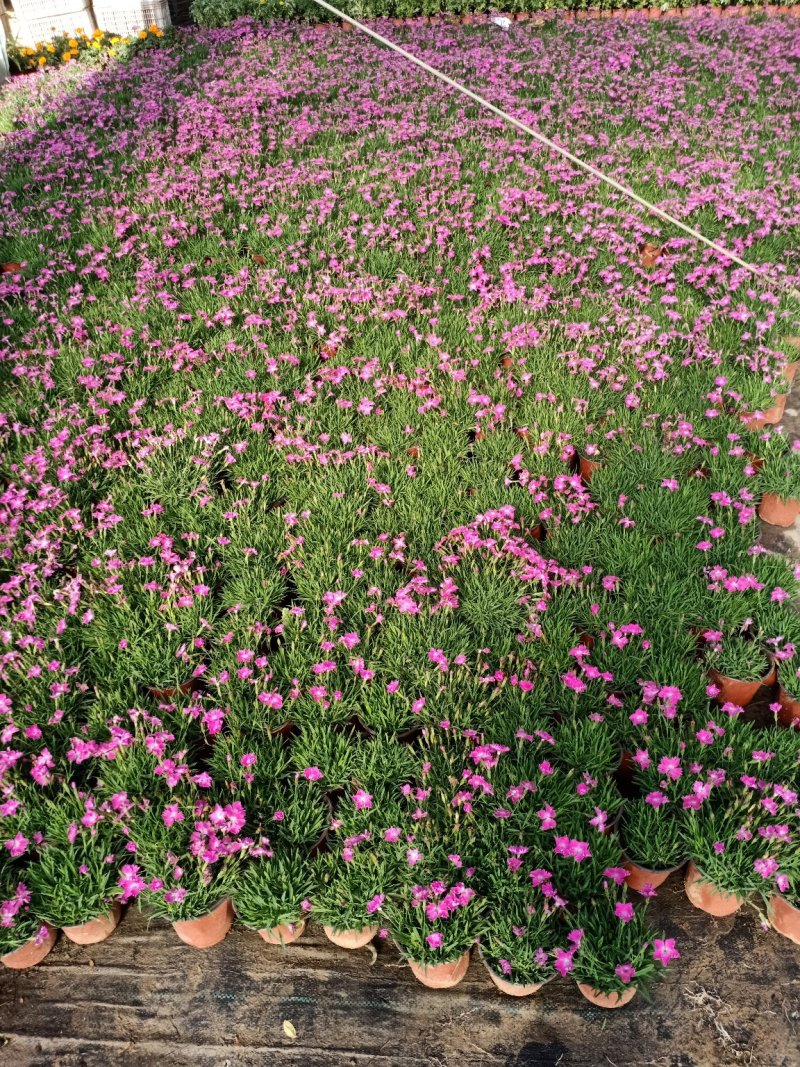 草花地被草花园林绿化花草基地直销