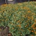 草花地被草花园林绿化花草基地直销