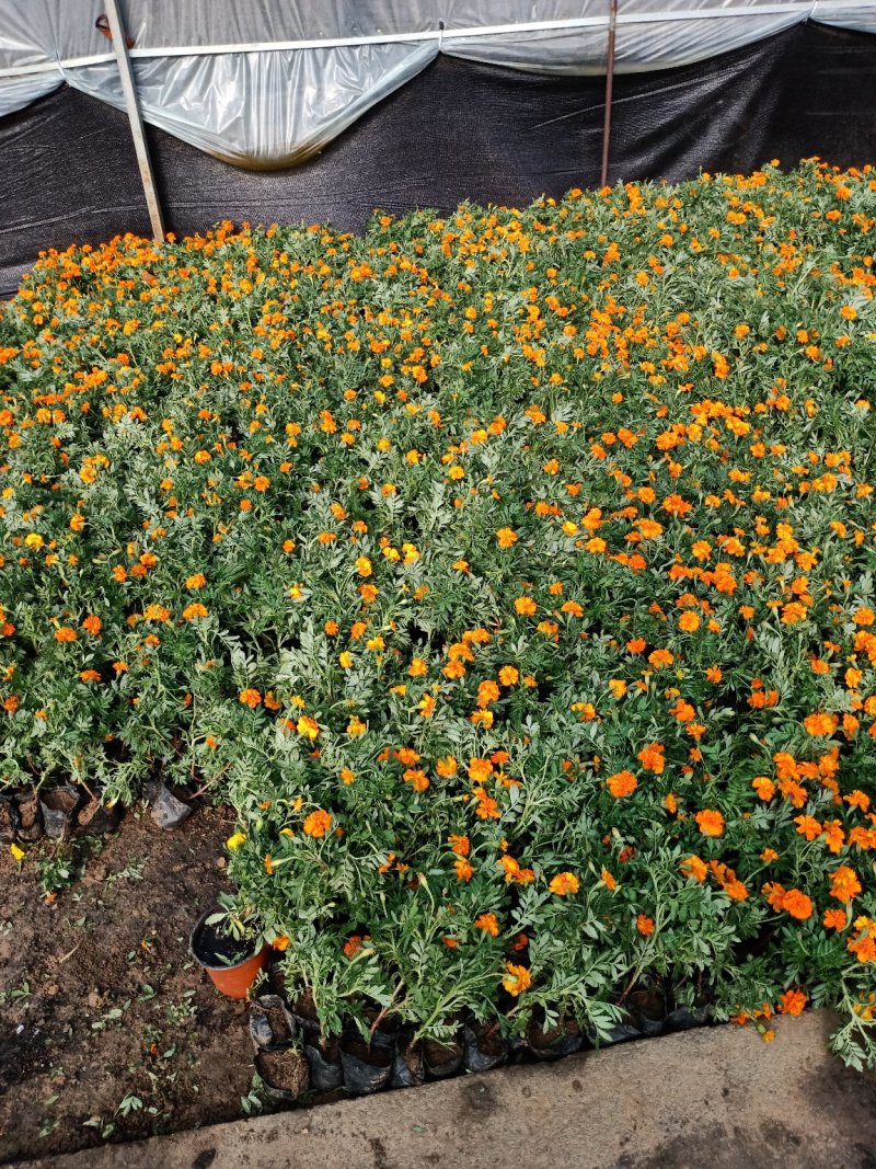 草花地被草花园林绿化花草基地直销