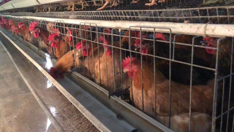 土鸡苗文昌鸡苗孵化厂直供包疫苗全国底价保证品质