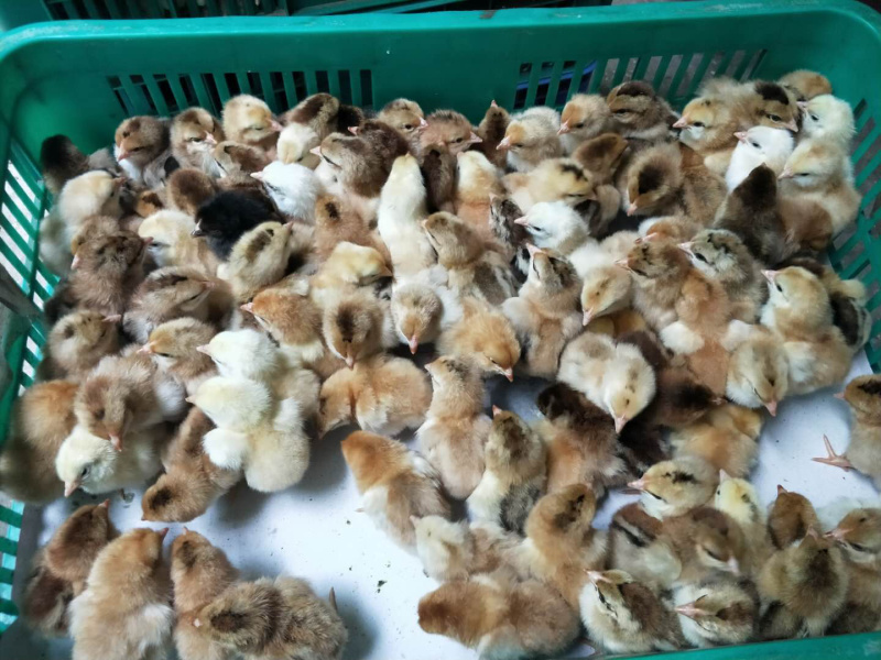 土鸡苗文昌鸡苗孵化厂直供包疫苗全国底价保证品质
