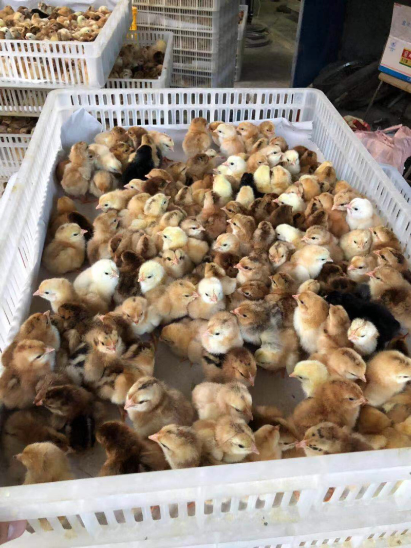 土鸡苗文昌鸡苗孵化厂直供包疫苗全国底价保证品质