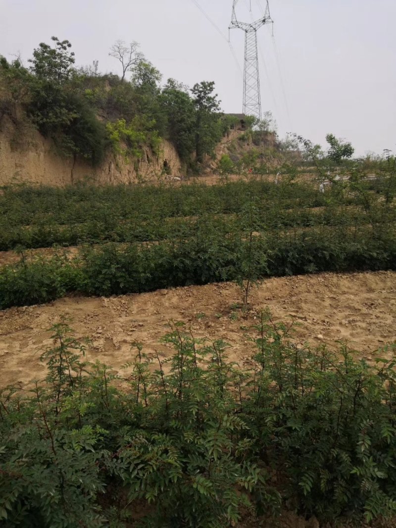 大量优质花椒苗