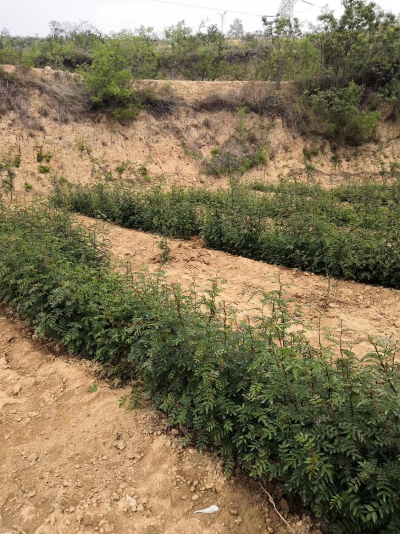 大量优质花椒苗