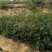 大量优质花椒苗