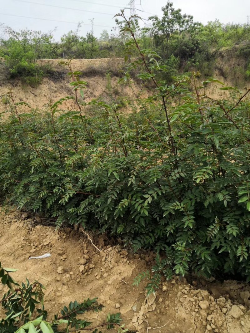 大量优质花椒苗
