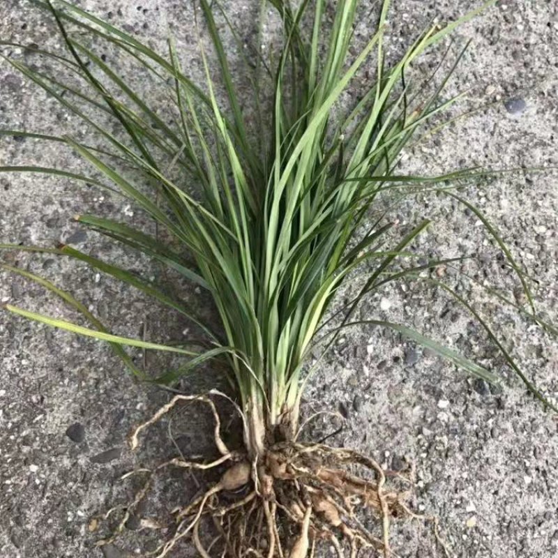 麦冬草中叶麦冬草细叶麦冬草绿化地被草基地货源