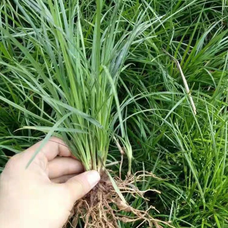 麦冬草中叶麦冬草细叶麦冬草绿化地被草基地货源