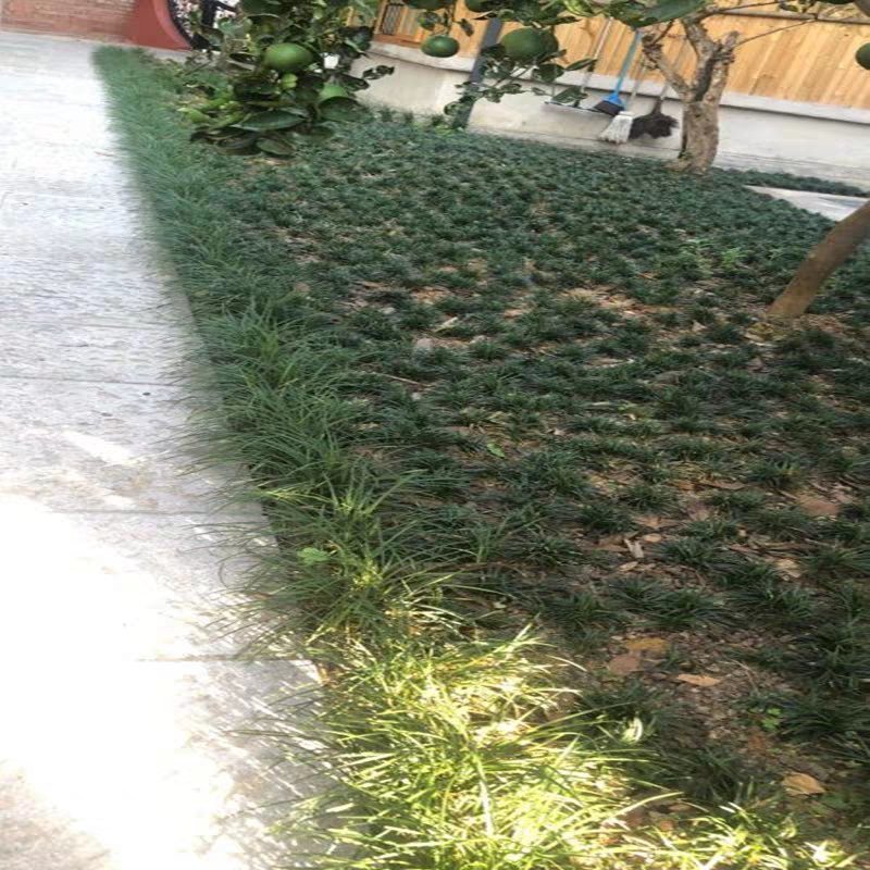 麦冬草中叶麦冬草细叶麦冬草绿化地被草基地货源