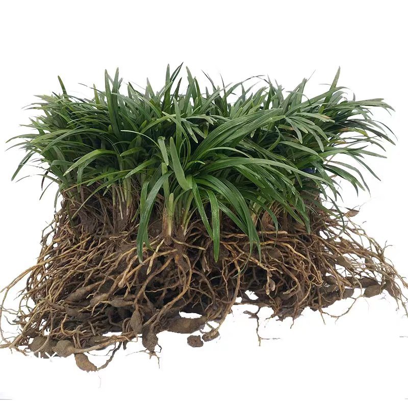 麦冬草中叶麦冬草细叶麦冬草绿化地被草基地货源