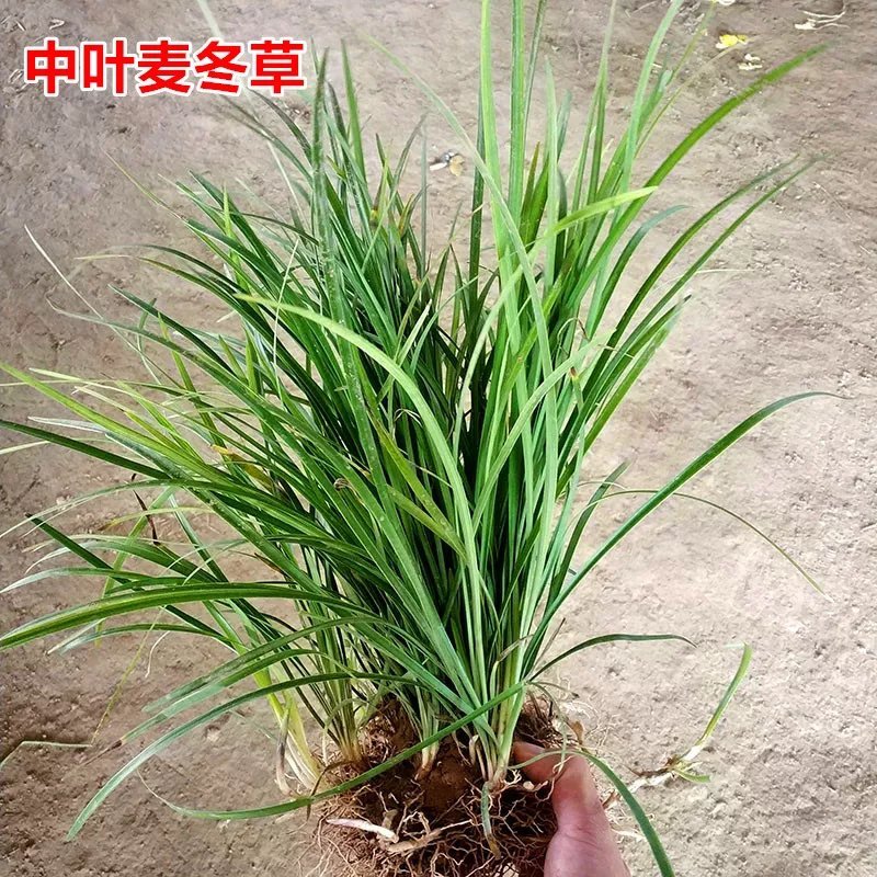 麦冬草中叶麦冬草细叶麦冬草绿化地被草基地货源
