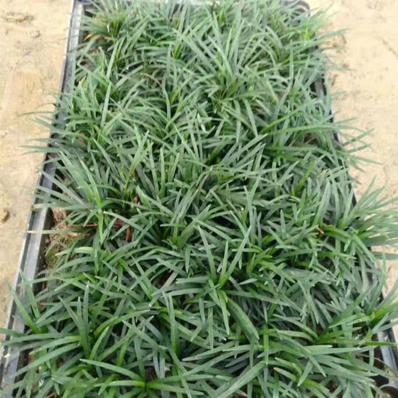 麦冬草中叶麦冬草细叶麦冬草绿化地被草基地货源