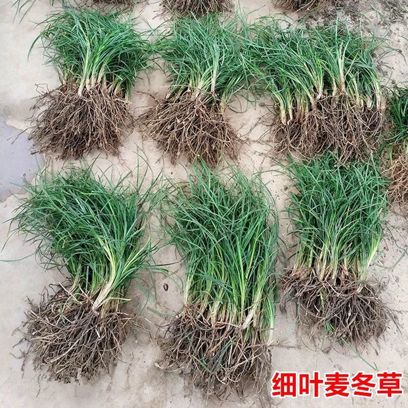 麦冬草中叶麦冬草细叶麦冬草绿化地被草基地货源