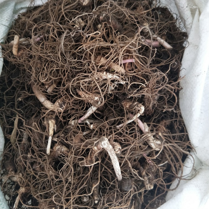 重楼种子种苗七叶一枝花重楼种苗独脚莲高杆粉质重楼