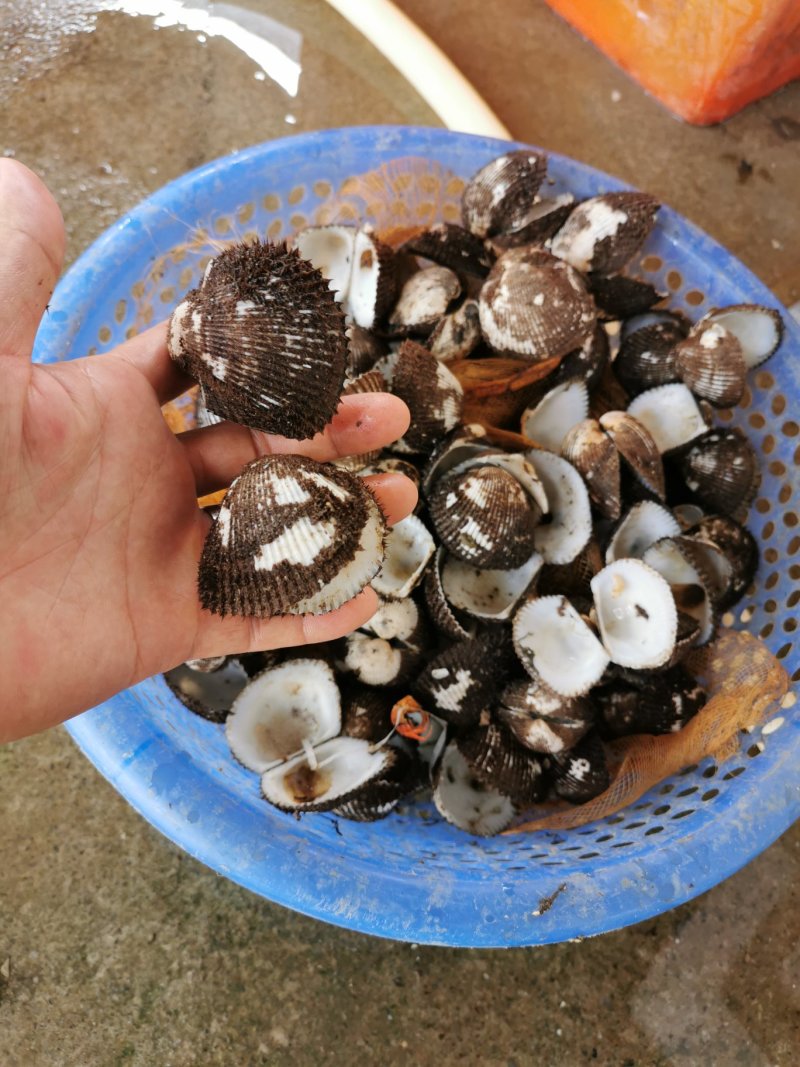 毛蛤壳，毛螺壳，血螺贝壳，干贝壳