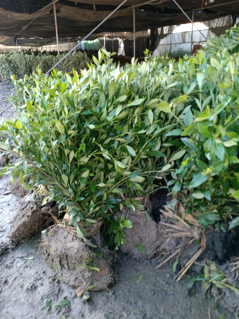 栀子花30-50公分高地栽地被绿化工程苗木基地直