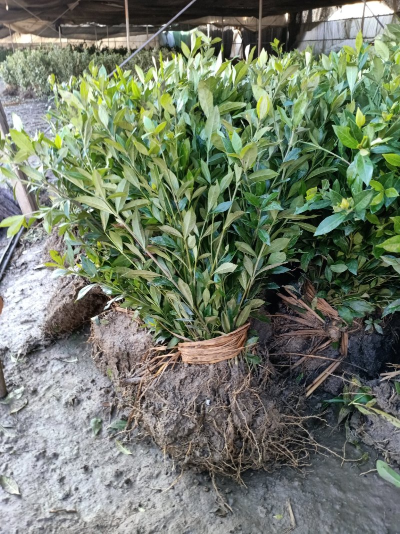 栀子花30-50公分高地栽地被绿化工程苗木基地直