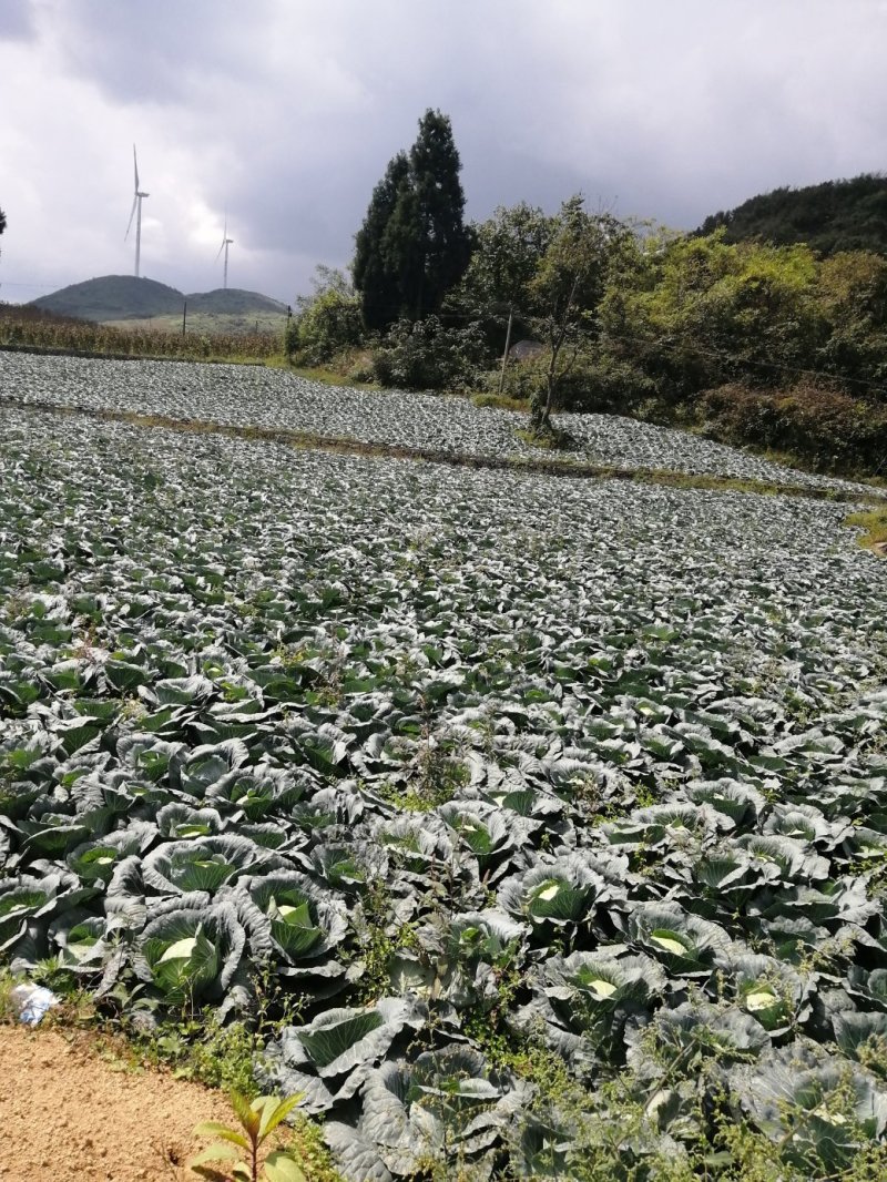 甘蓝铁头