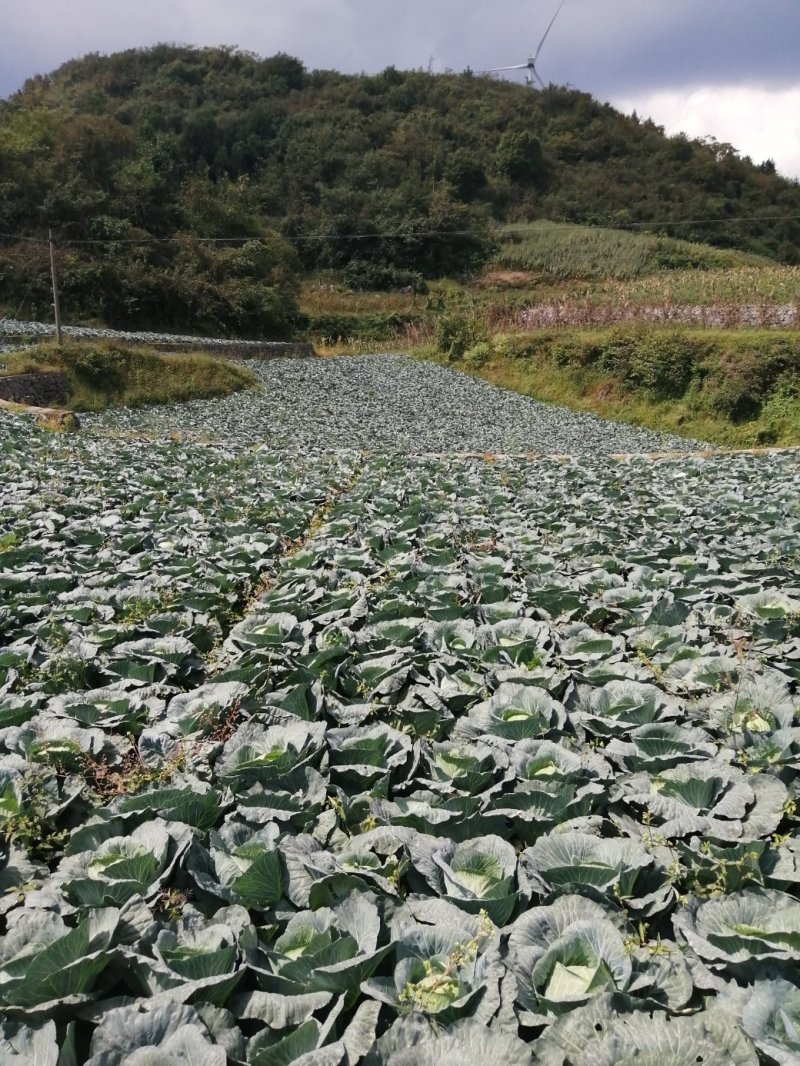 甘蓝铁头