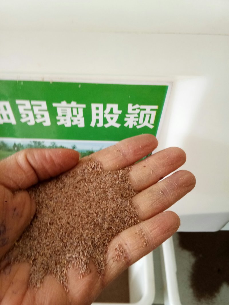 剪股颖草坪种子，庭院别墅高尔夫球场绿化草籽草种子耐寒四