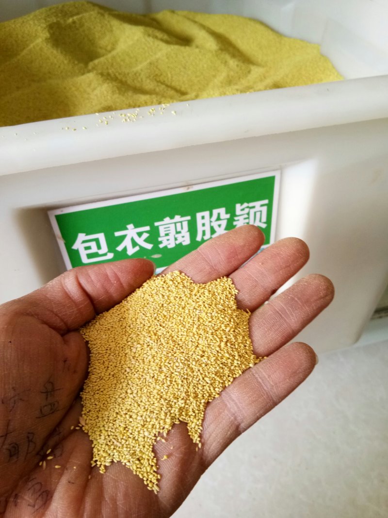 剪股颖草坪种子，庭院别墅高尔夫球场绿化草籽草种子耐寒四
