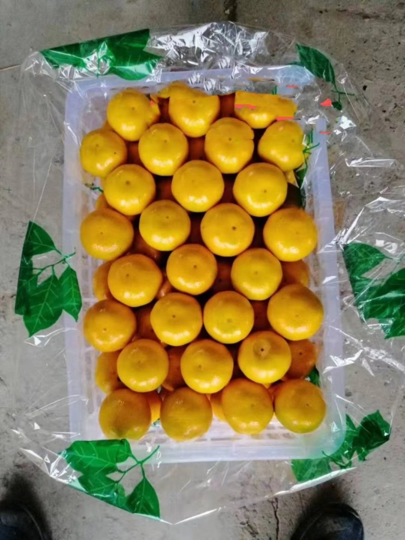 湖北小叶果小叶桔鲜货供应.叶橘高山蜜桔.薄皮多汁
