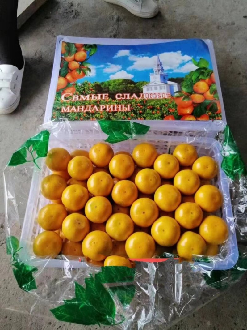 湖北小叶果小叶桔鲜货供应.叶橘高山蜜桔.薄皮多汁