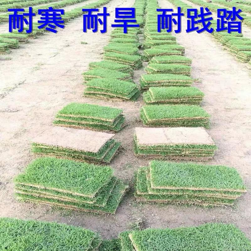 低价销售台湾草，草皮，草坪，一手货源，没有中间商赚差价