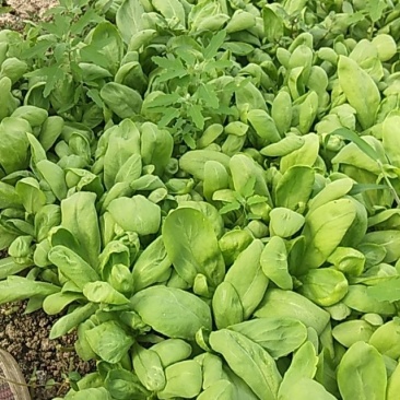 茼蒿，叶菜，长期需要的来