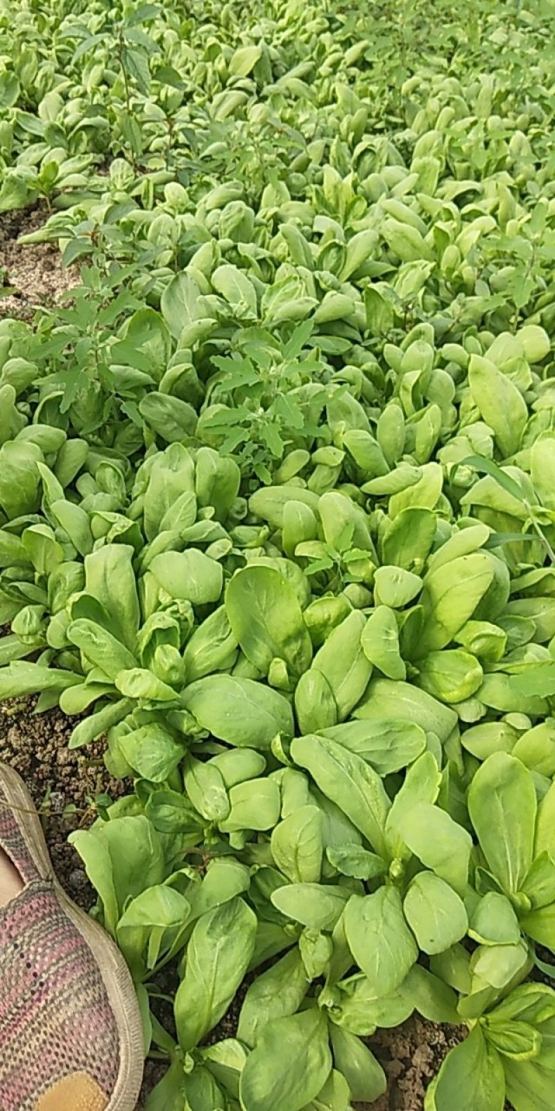 茼蒿，叶菜，长期需要的来