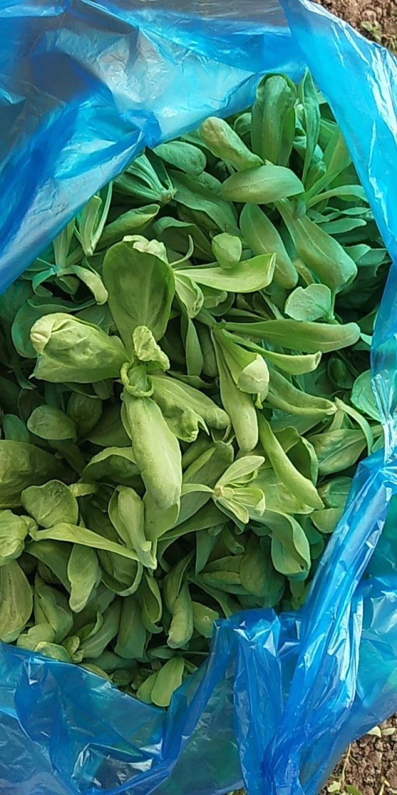 茼蒿，叶菜，长期需要的来