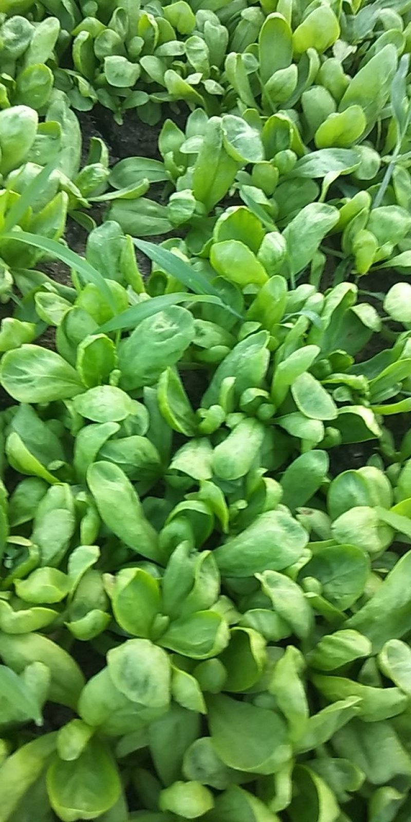 茼蒿，叶菜，长期需要的来