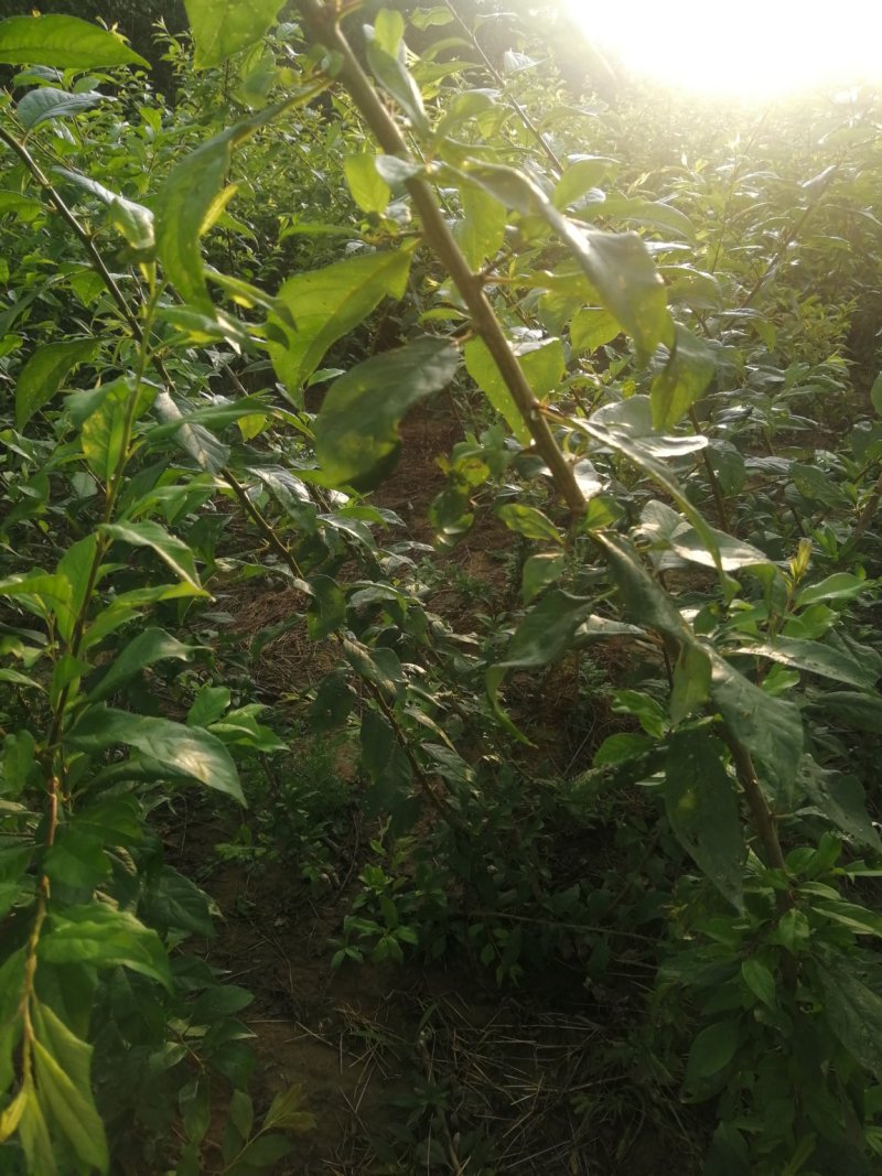 恐龙蛋苗西梅苗