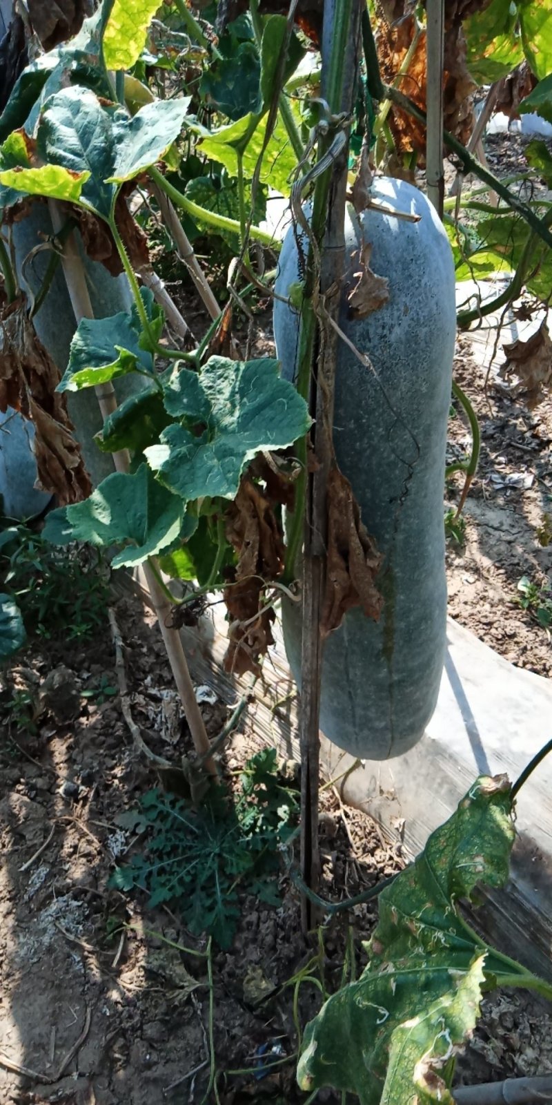 白皮冬瓜20_30斤以上