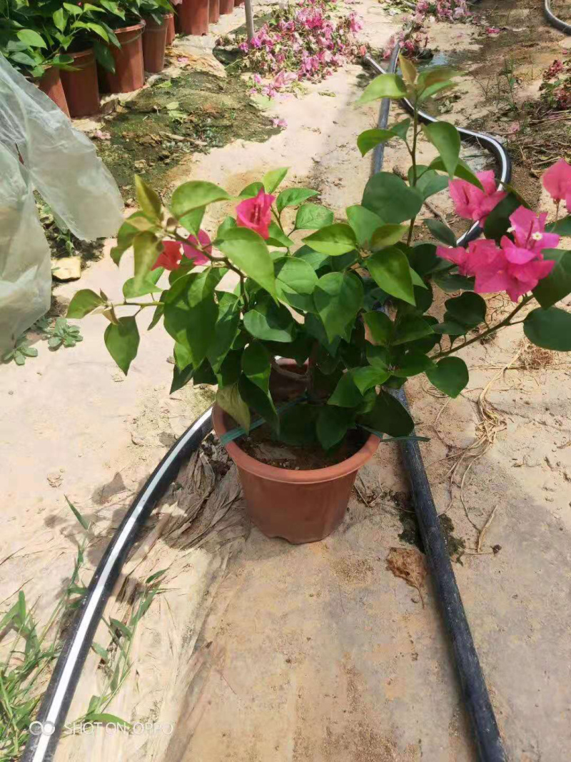 三角梅