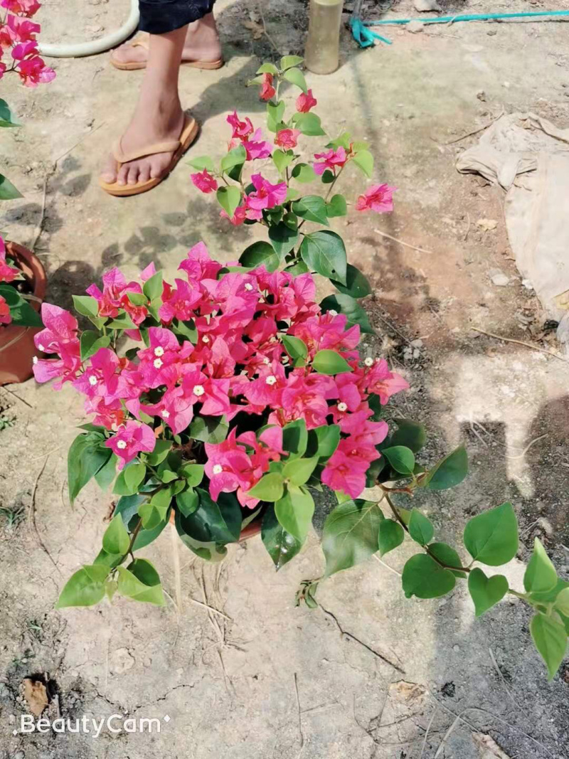 三角梅