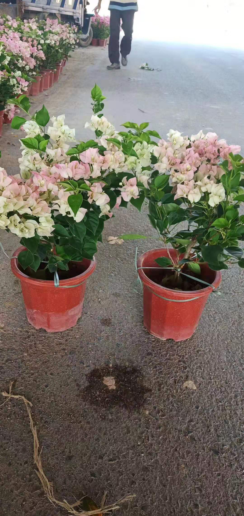 三角梅