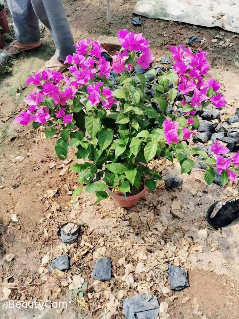 三角梅