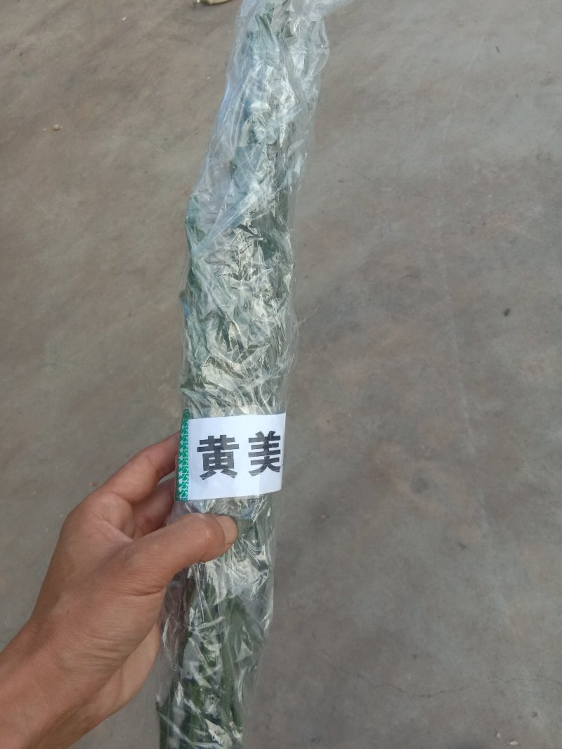 柑桔枝条黄美人皮薄化渣超甜上市期长二月至七月