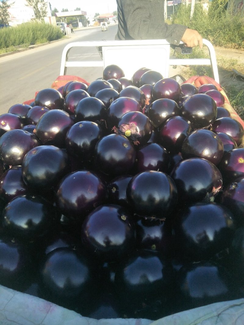 茄子新乐市茄子8月份大量上市需要的联系我随到随装车